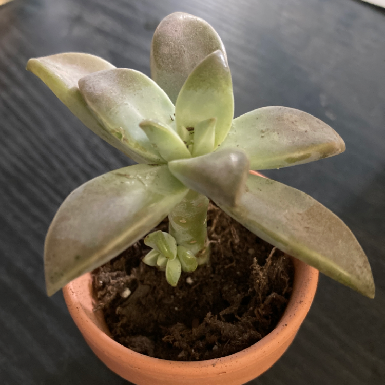 Sedum 'Firestorm' succulent in a terracotta pot with some leaf browning.