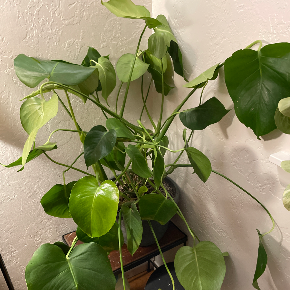 Monstera plant photo by Kaity named Pam on Greg, the plant care app.