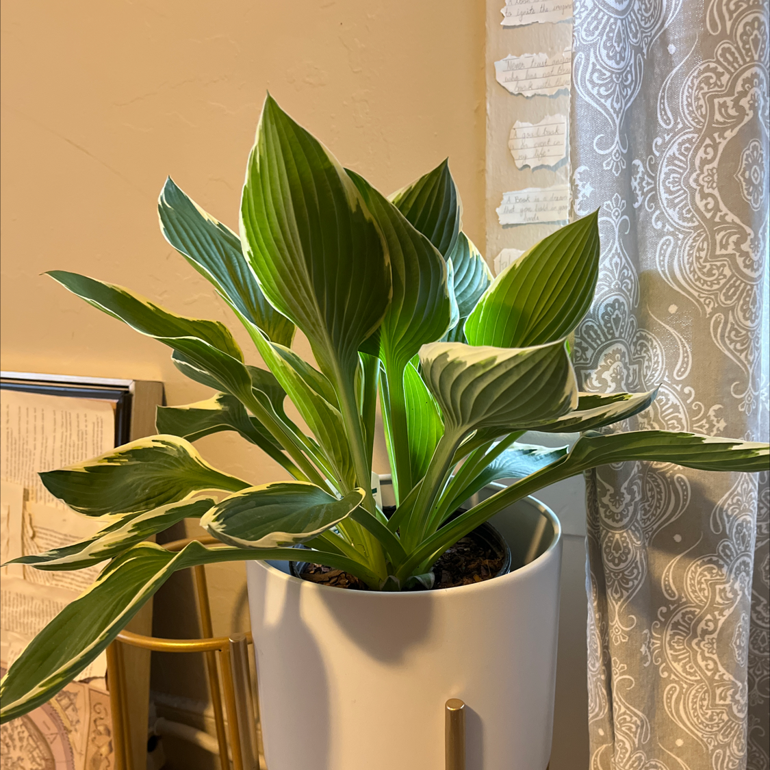 Healthy Hosta 'Patriot' plant in a white pot indoors near a window with patterned curtains.