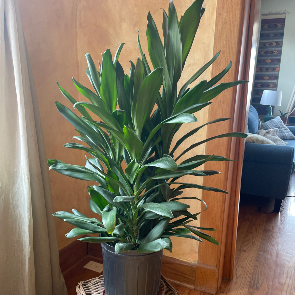 Cordyline Glauca uploaded to the Greg plant app by @PerfectTreeivy