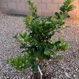 None plant in Surprise, Arizona