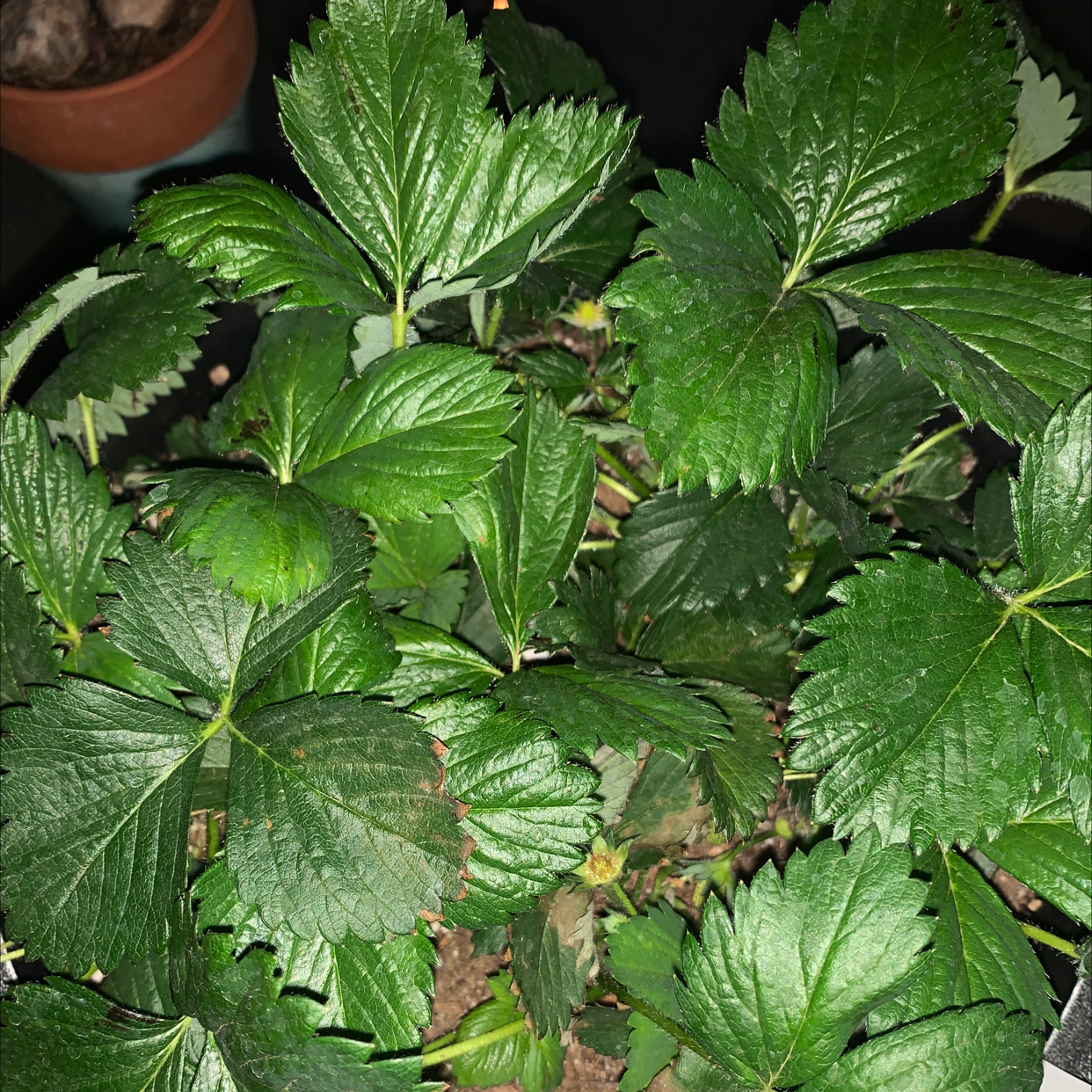 Healthy California Strawberry plant with vibrant green leaves.