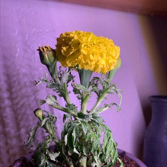 African Marigold plant in Surprise, Arizona