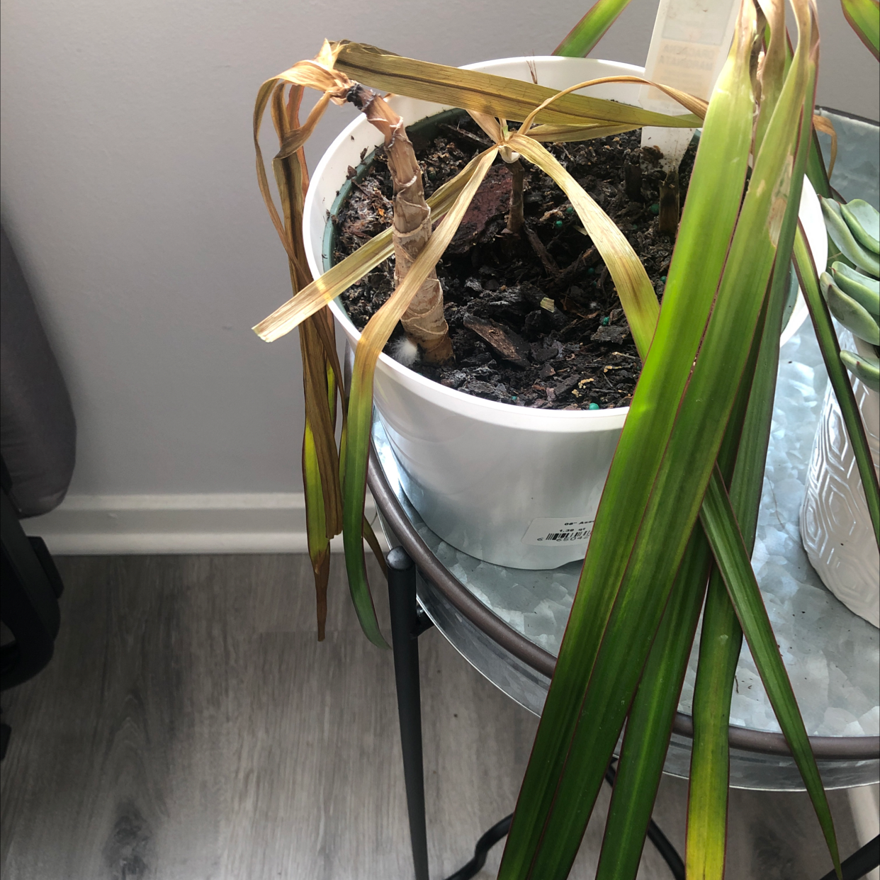 Dracaena marginata 'Bicolor' plant in a white pot with yellowing and browning leaves.