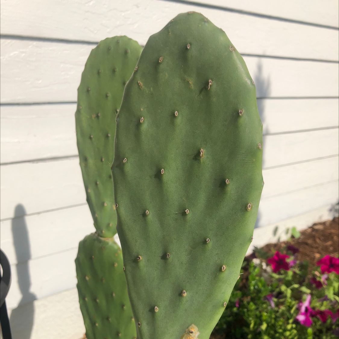 Photo of the plant species Barbary Fig by @CenteredTutu named Cactus on Greg, the plant care app