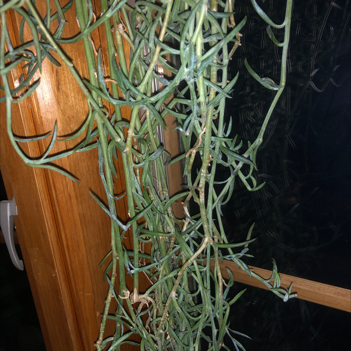 Corkscrew Willow plant with twisted branches near a window, healthy green leaves.