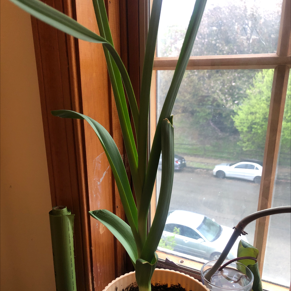 Healthy Elephant Garlic plant with long green leaves in a pot near a window.