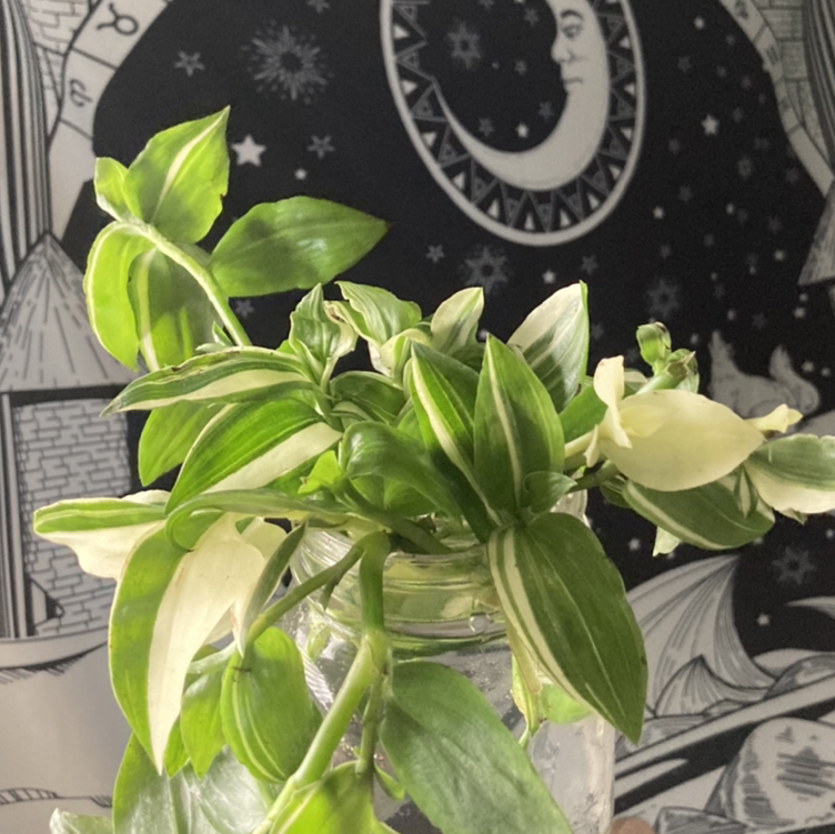 Healthy small-leaf spiderwort plant with vibrant green slender leaves in a glass vase, against an astrology-themed background.
