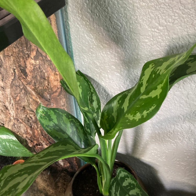 Photo of the plant species Aglaonema 'Tigress' by @orion named Lyra on Greg, the plant care app