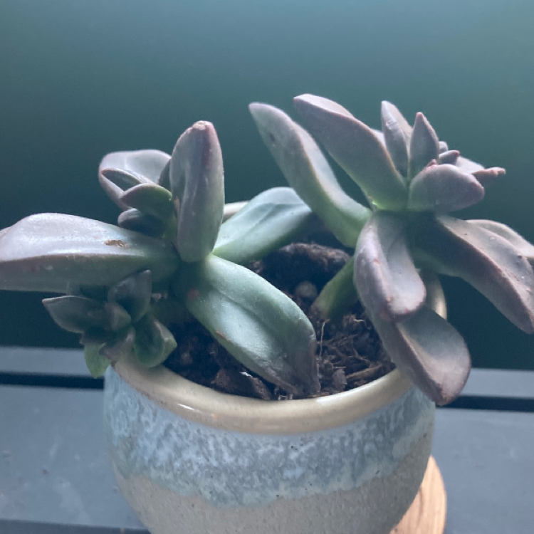 Photo of the plant species Echeveria tolimanensis by @orion named Corvus on Greg, the plant care app