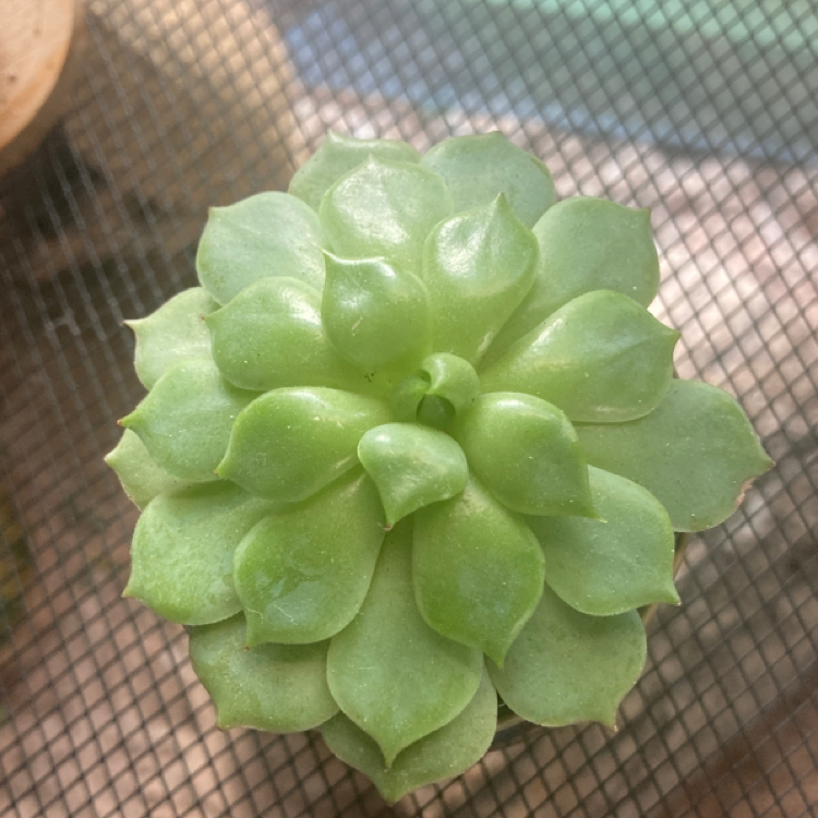 Healthy Blue Echeveria succulent with green leaves, well-framed and in focus.