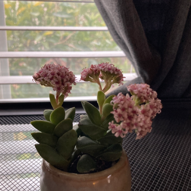 Photo of the plant species Airplane Plant by @orion named Pavo on Greg, the plant care app