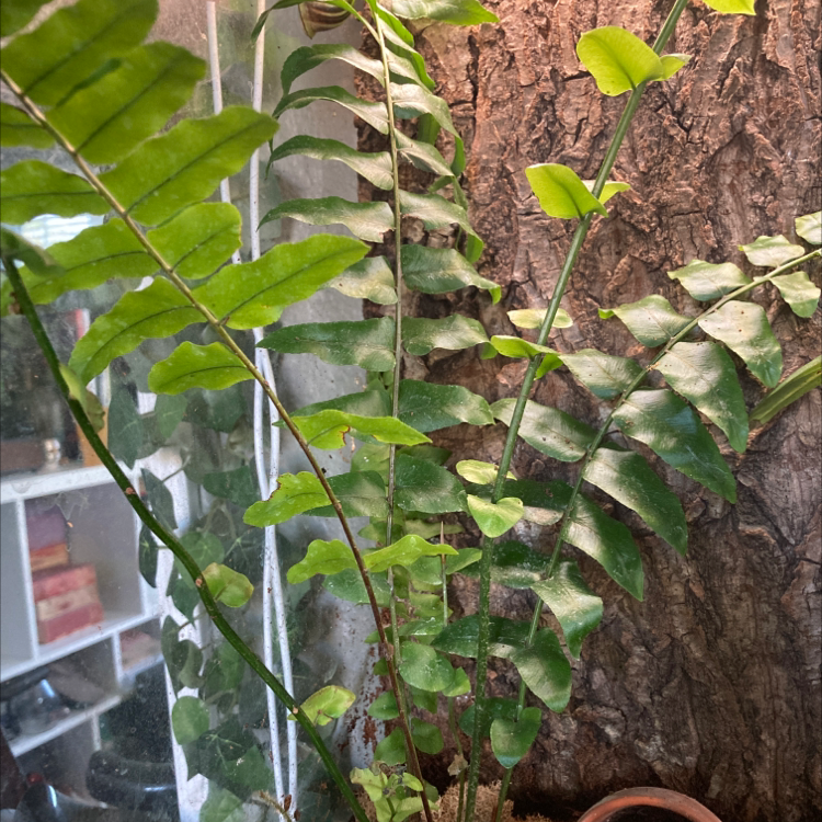 Lush, healthy Boston fern climbing mossy tree trunk, showing vibrant green fronds with no signs of disease in a natural indoor setting.