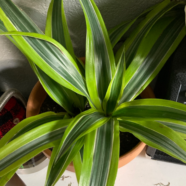 Dracaena 'Lemon Lime' plant in a pot with vibrant green leaves featuring yellow and white stripes.