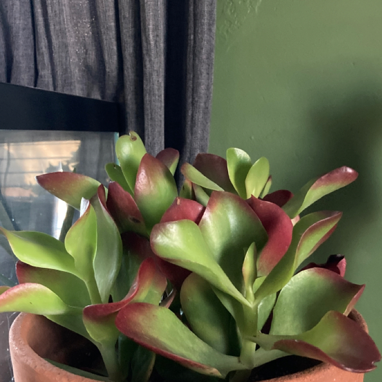 Healthy Flapjacks plant (Kalanchoe thyrsiflora) with green leaves and red edges in a terracotta pot.