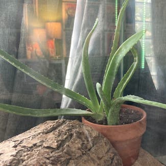 Aloe Vera plant in Phoenix, Arizona