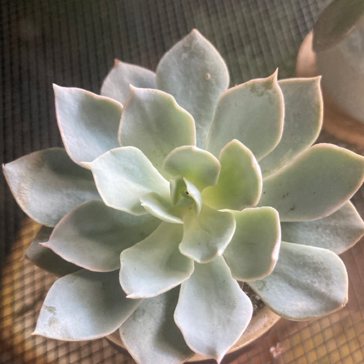 Blue Echeveria plant with fleshy leaves, minor discoloration, and visible soil.
