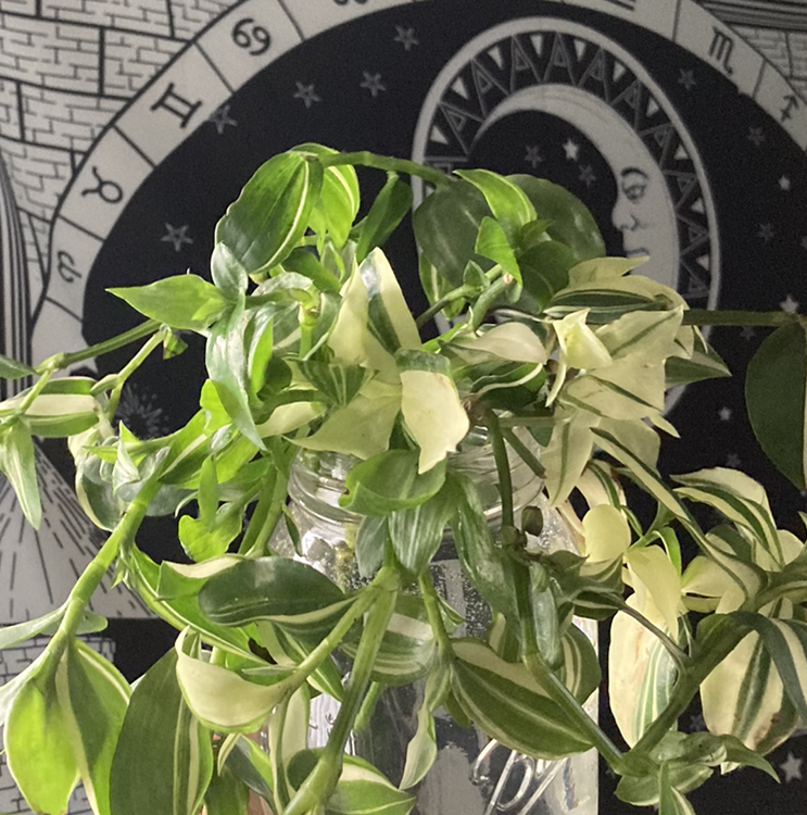 A healthy, lush small-leaf spiderwort plant with vibrant green leaves and no signs of disease or discoloration.