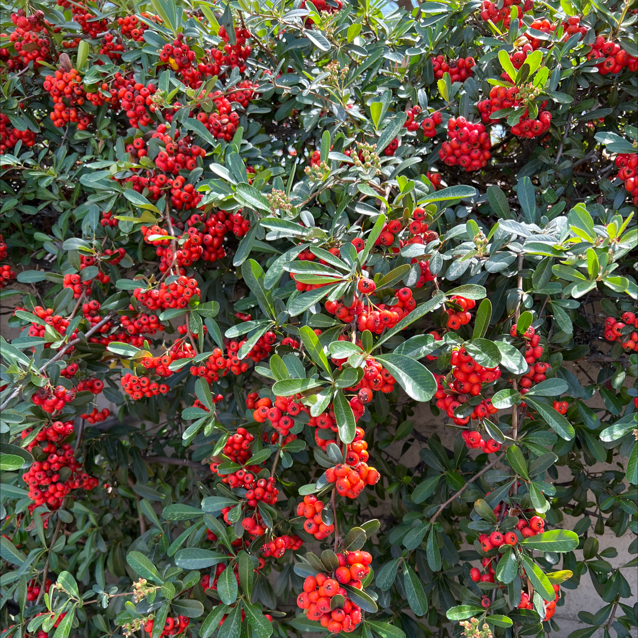Scarlet Firethorn plant with red berries and green leaves.