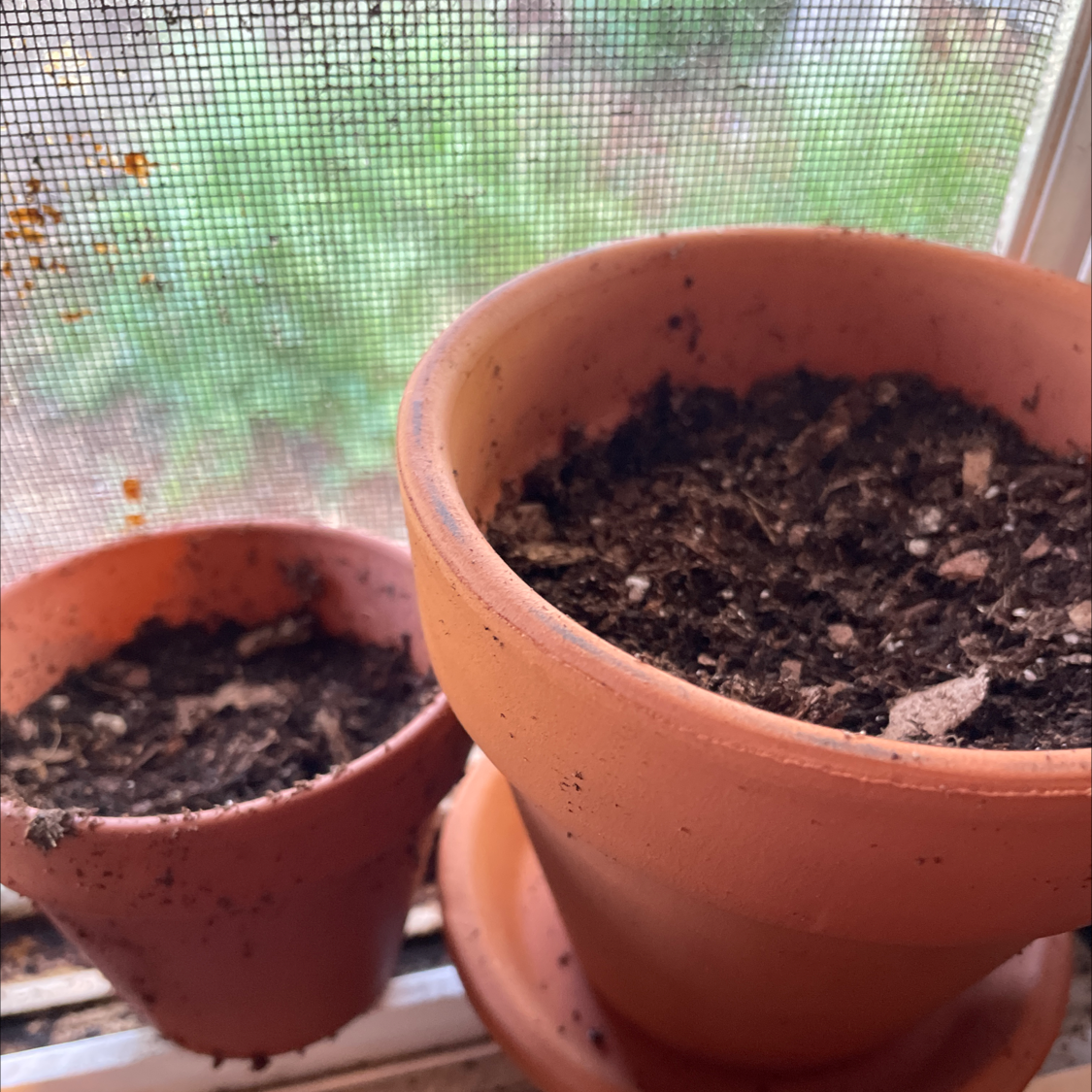 Two potted sunflower seedlings on a windowsill, with dark potting soil visible in the terracotta pots. The seedlings appear healthy.