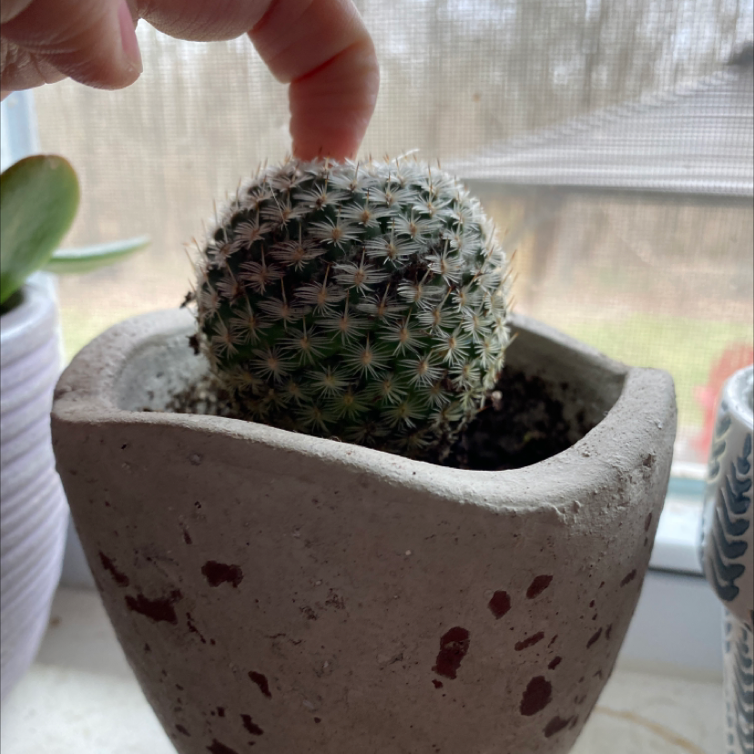 Little Nipple Cactus in a pot with a hand touching the top.