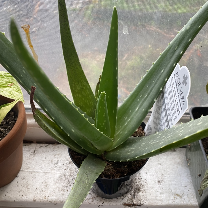 Healthy potted aloe vera succulent with thick green spotted leaves, hand holding one leaf to show size. Plant in black plastic pot on patio.