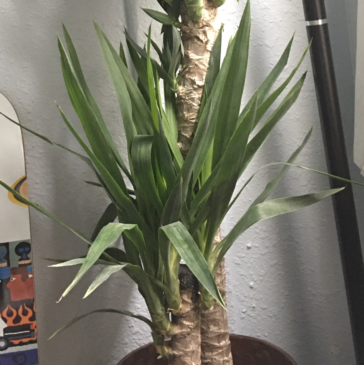 BlueStem Yucca is Toxic to Cats 🐈