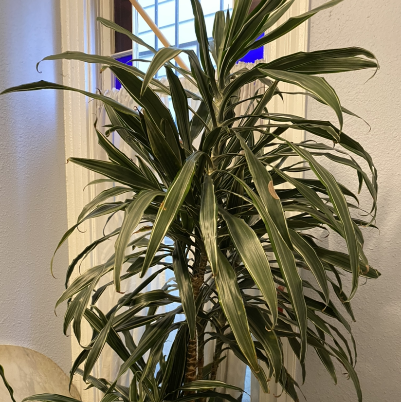 Healthy Cornstalk Dracaena plant with lush green arching leaves in a sunny indoor setting, thriving and properly cared for.