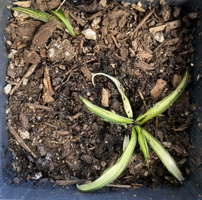 Spider Plant with yellowing leaves and black spots in a pot with visible soil.