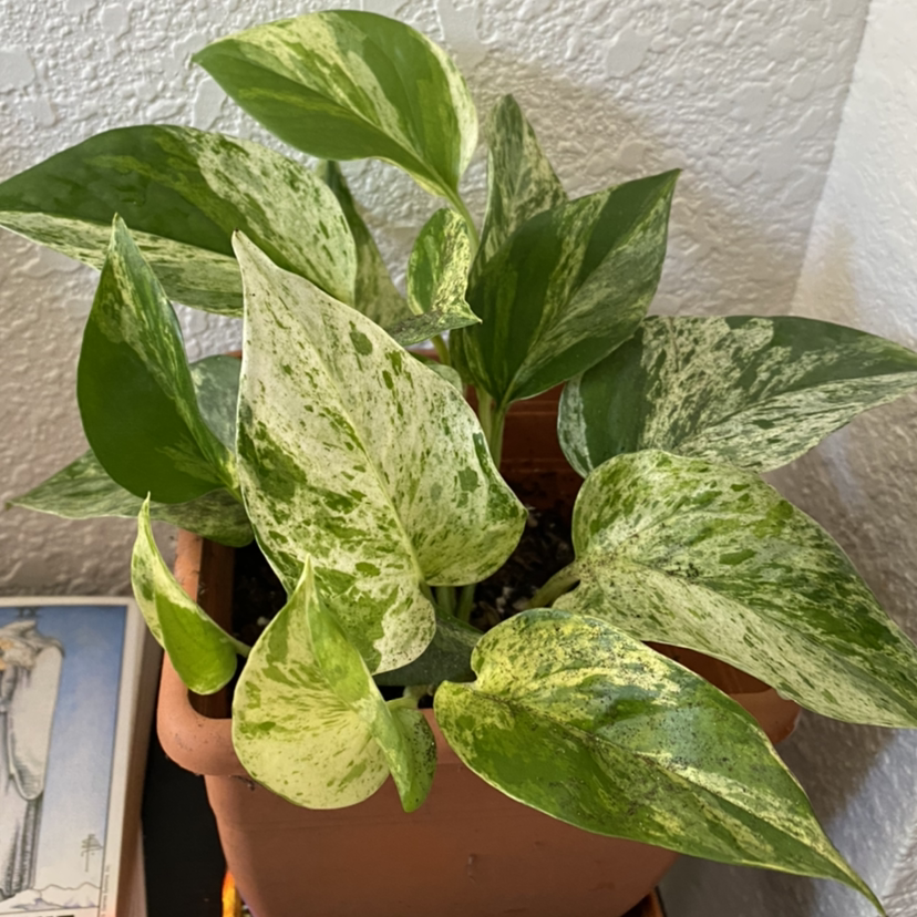 Golden Pothos plant in a terracotta pot with variegated green and yellow leaves.