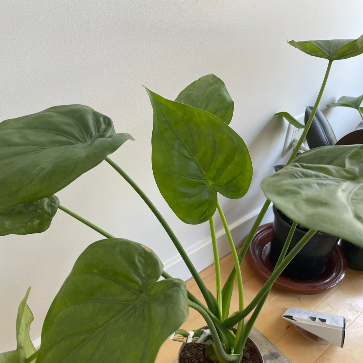 Photo of the plant species Chinese Taro by @AssistiveChives named Athena on Greg, the plant care app