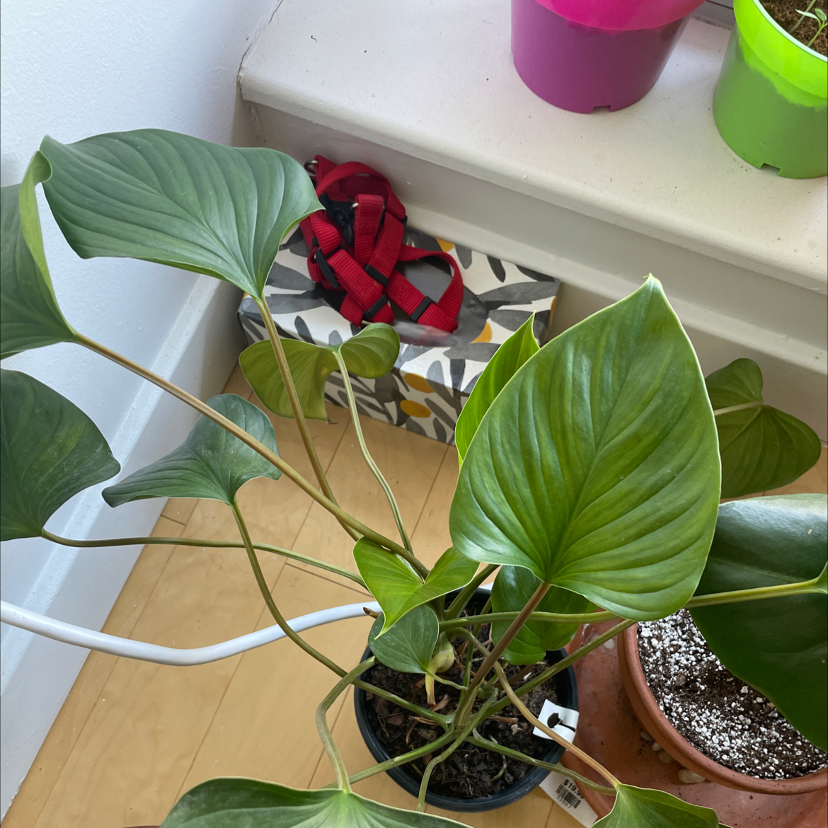 Homalomena 'Emerald Gem' plant with healthy green leaves in a pot.