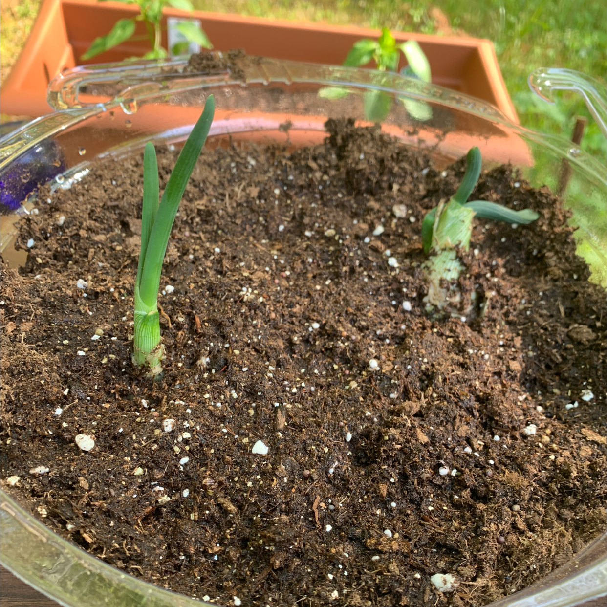 Two young Globe Onion plants growing in a clear container with visible soil.
