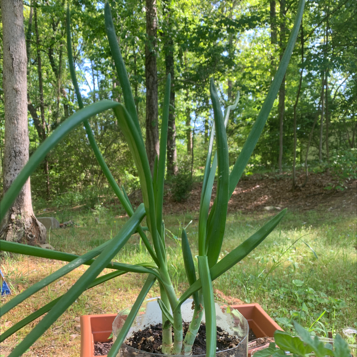 Healthy Globe Onion plant in an outdoor setting with visible soil.