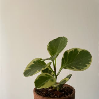 Baby Rubber Plant plant in San Francisco, California