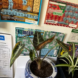Alocasia Polly Plant plant in San Francisco, California