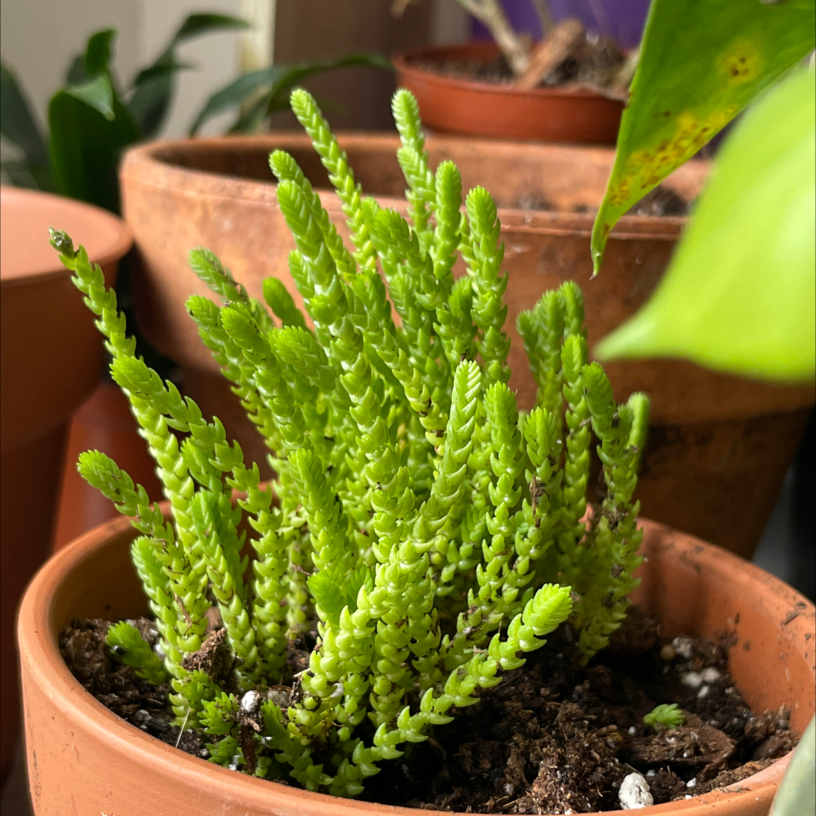 Photo of the plant species Rattail Crassula by @plantplantt named Oscar on Greg, the plant care app
