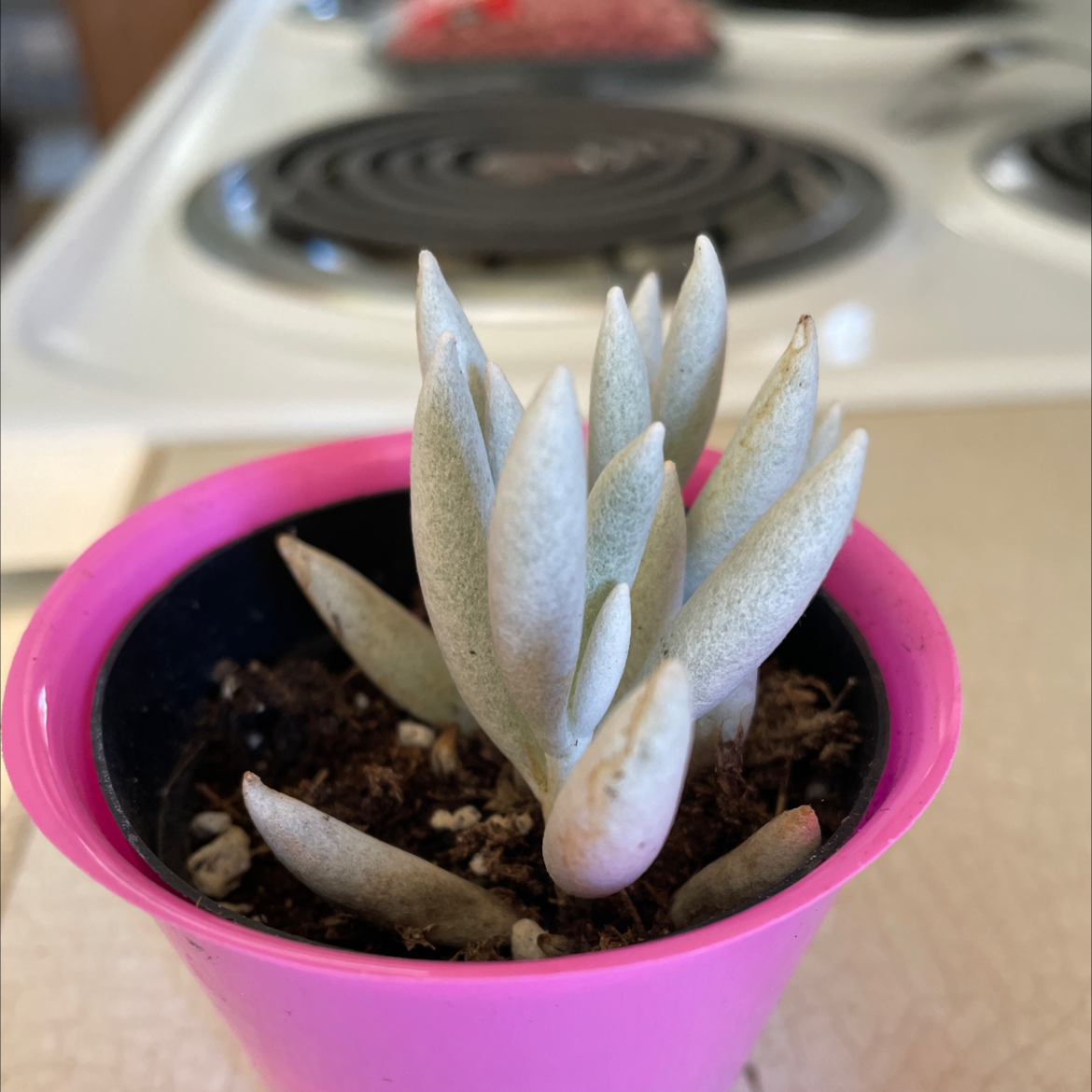 Woolly Senecio plant in a pink pot with visible soil, well-framed and in focus.