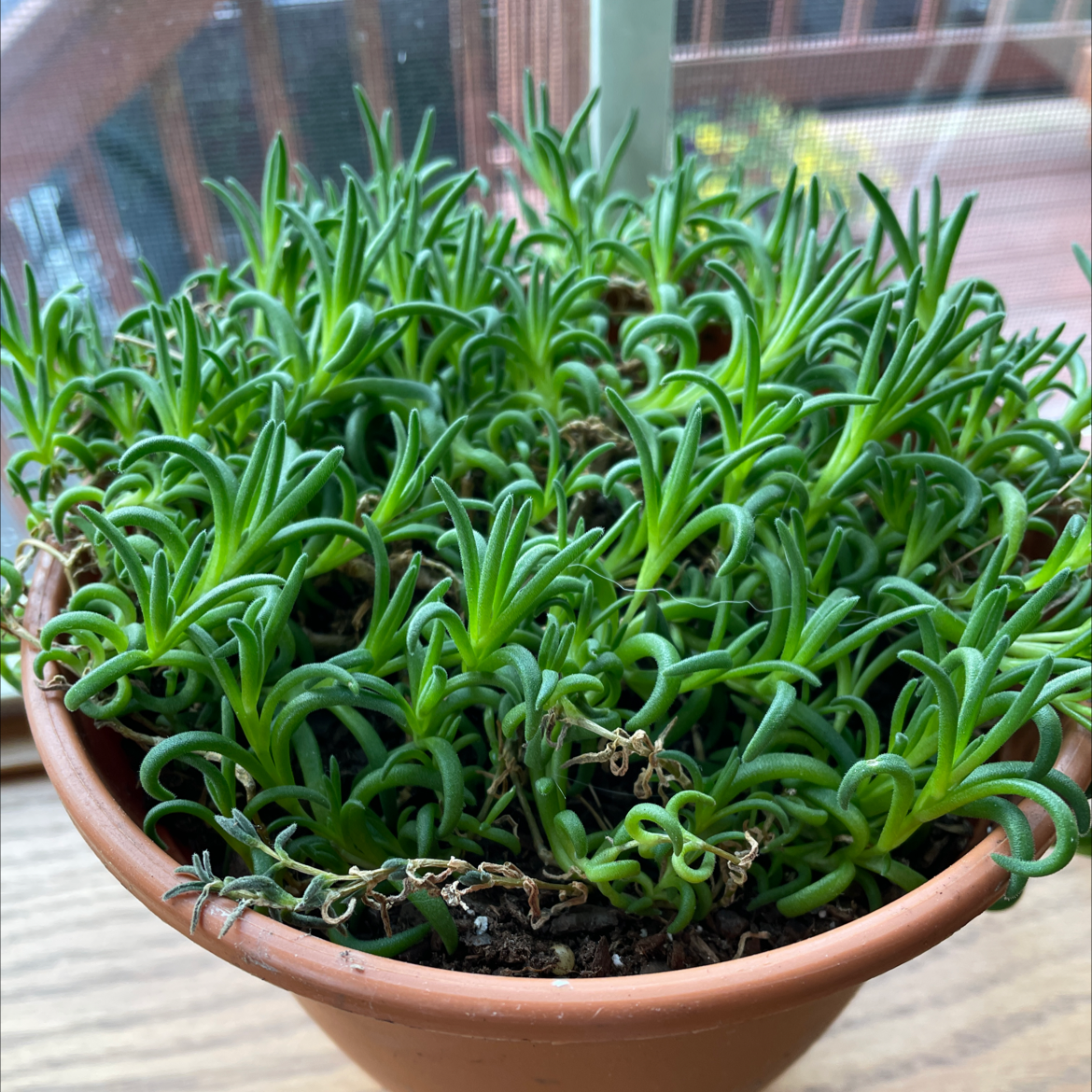 Healthy potted Iceplant with succulent leaves, well-framed and in focus.