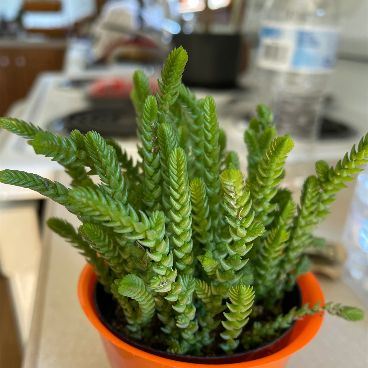 Healthy Rattail Crassula plant in an orange pot with vibrant green leaves.