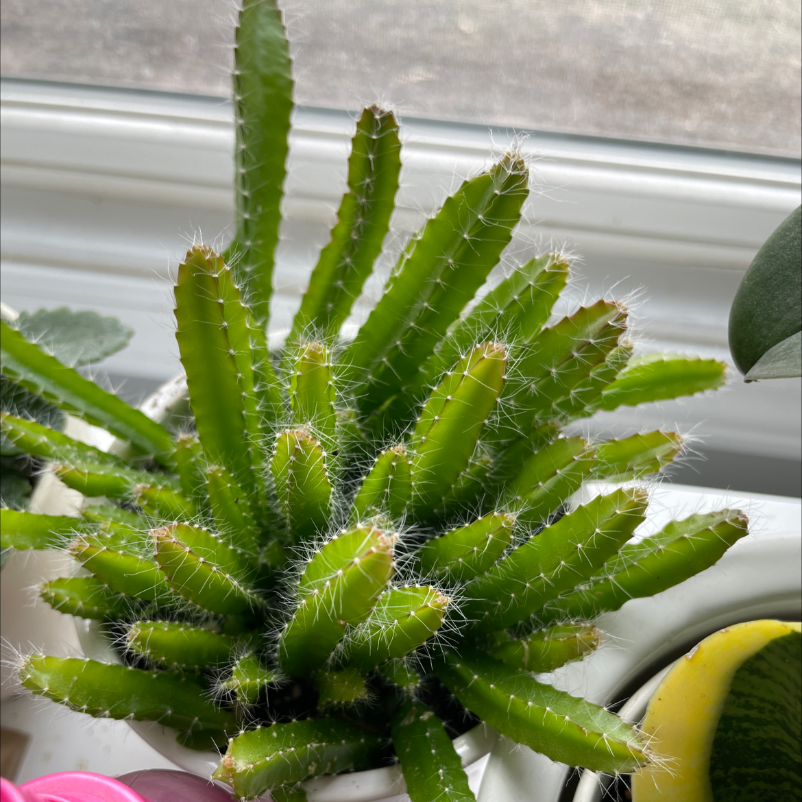 Healthy dragonfruit plant with vibrant green stems in a white pot.