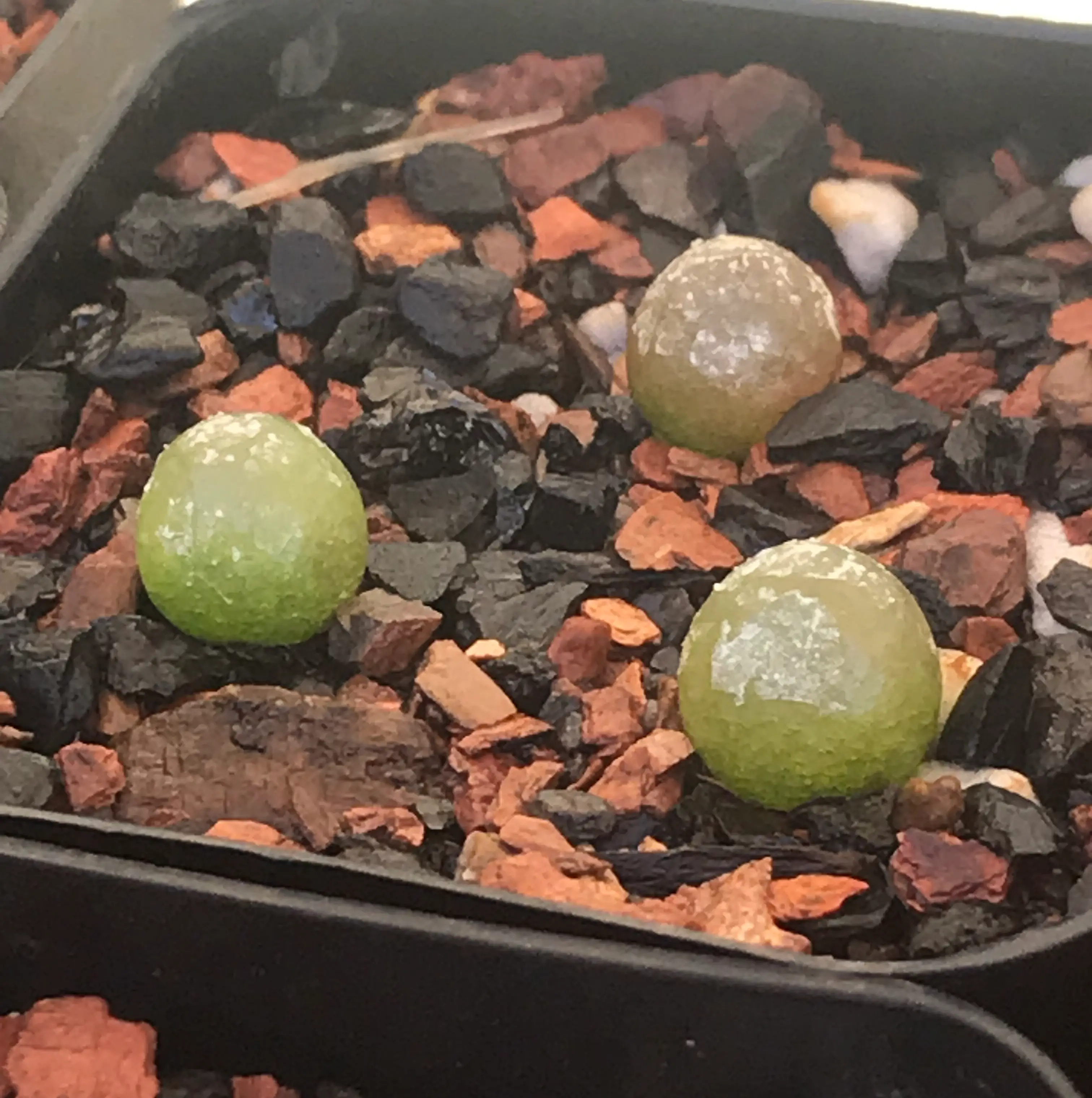 Photo of the plant species Conophytum burgeri by @PlantAddicted named Conophytum burgeri on Greg, the plant care app