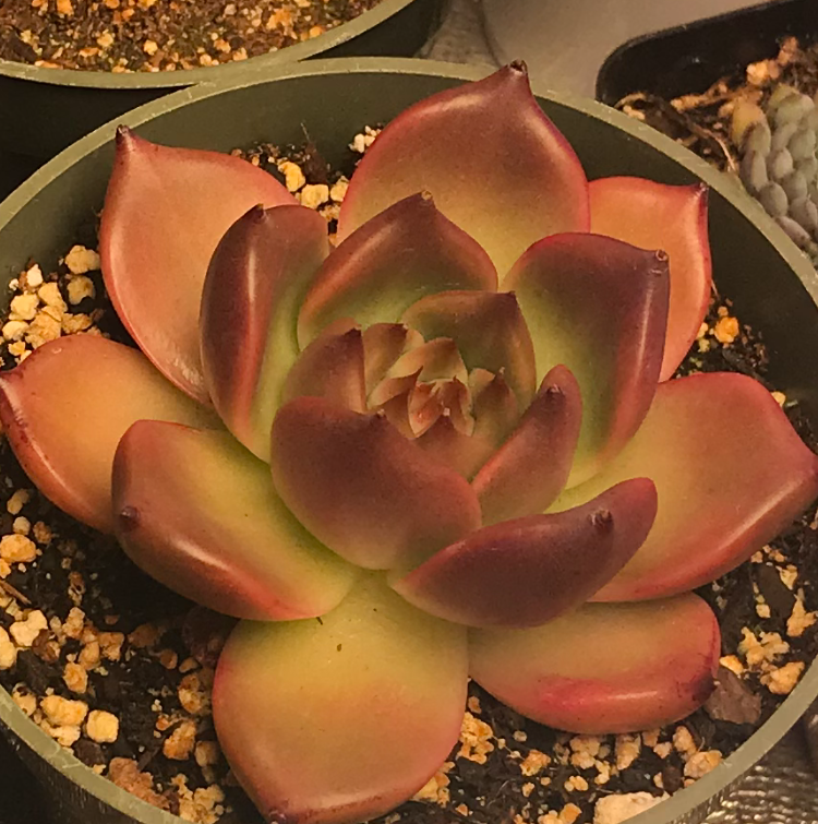 Photo of the plant species E. Honey Pink by @PlantAddicted named E. Honey Pink on Greg, the plant care app