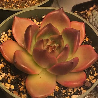 E. Honey Pink plant in Marina, California