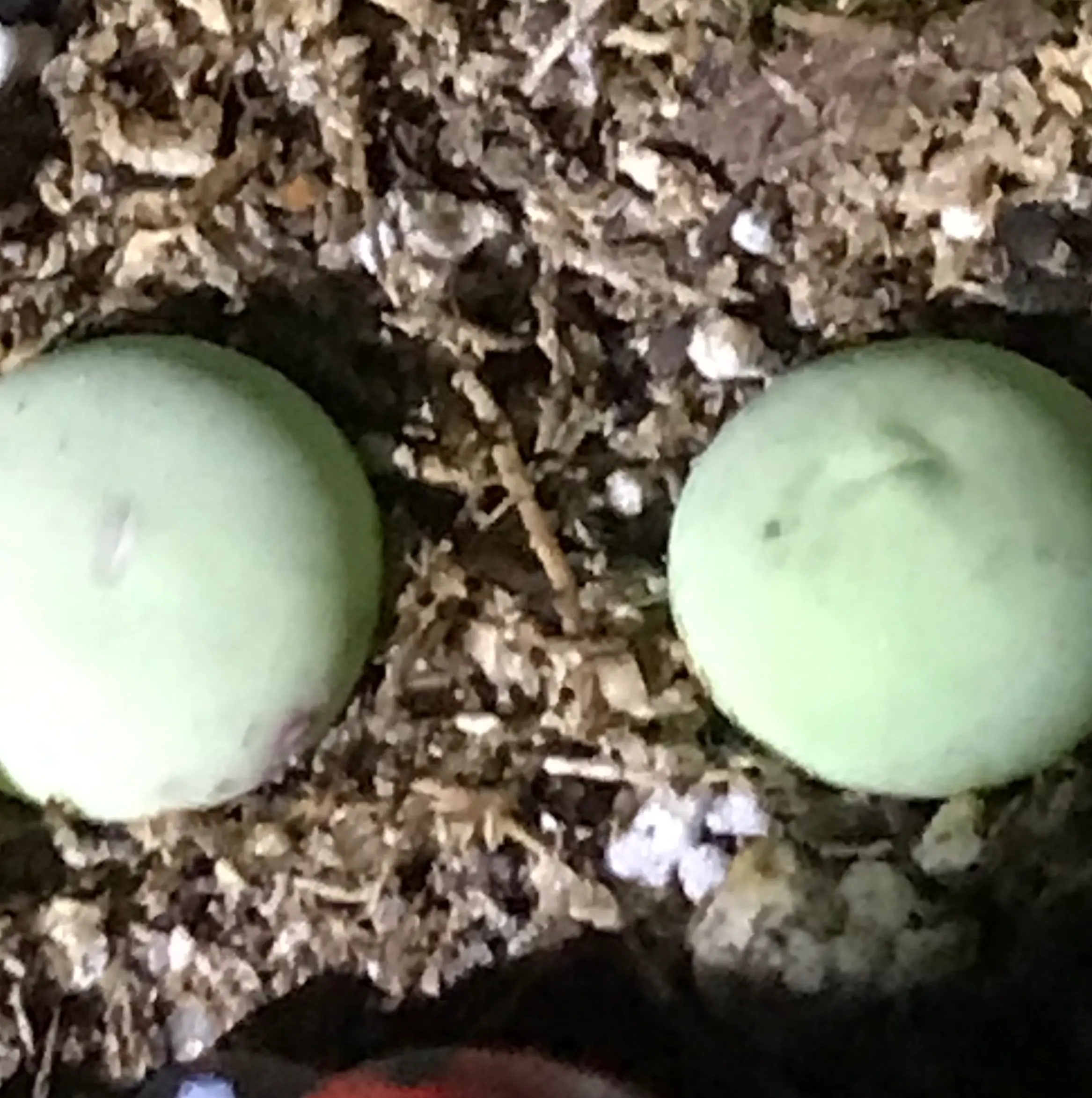 Photo of the plant species Conophytum calculus by @PlantAddicted named Conophytum Calculus on Greg, the plant care app