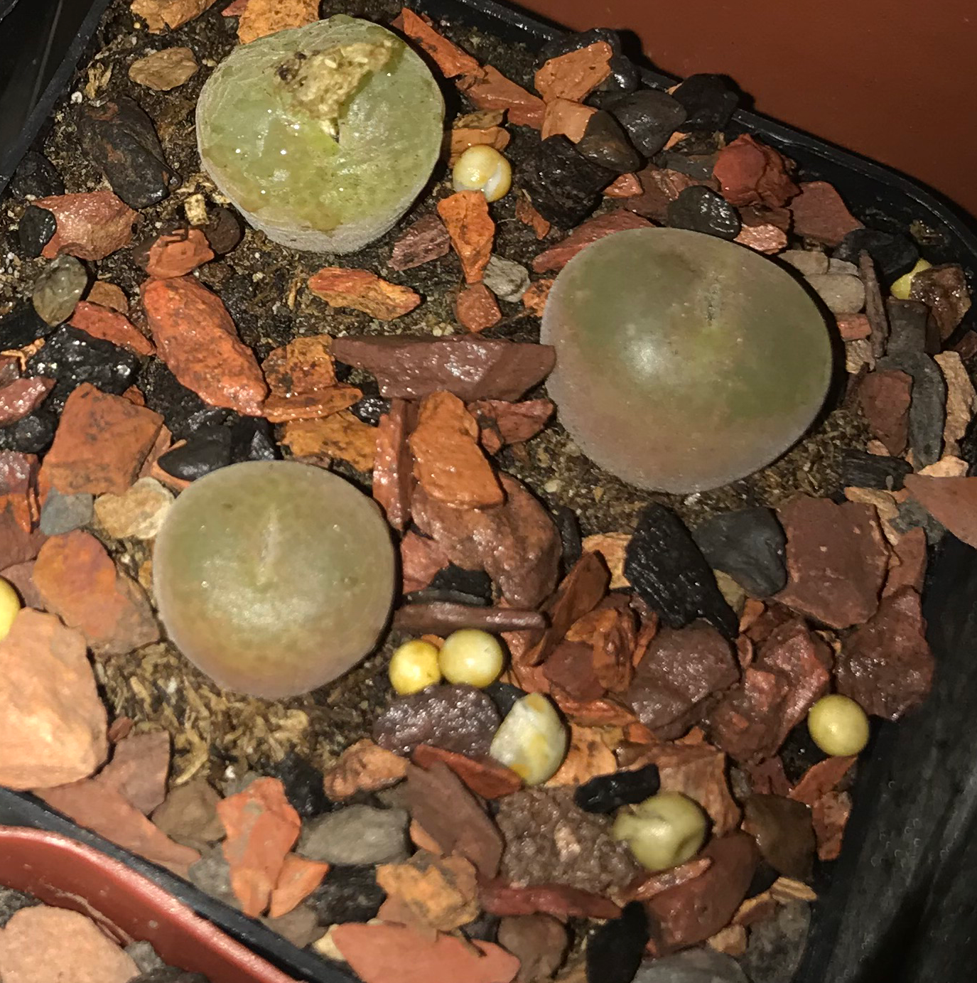 Photo of the plant species Conophytum subfenestratum by @PlantAddicted named C. Subfenestratum on Greg, the plant care app
