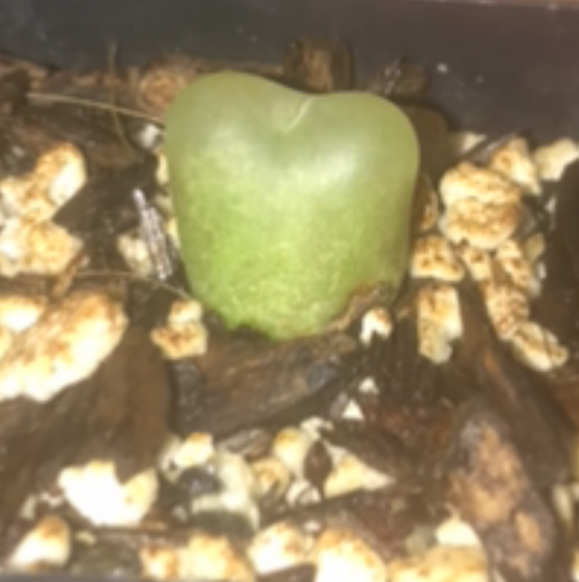 Photo of the plant species Conophytum Maughanii by @PlantAddicted named Conophytum maughanii on Greg, the plant care app