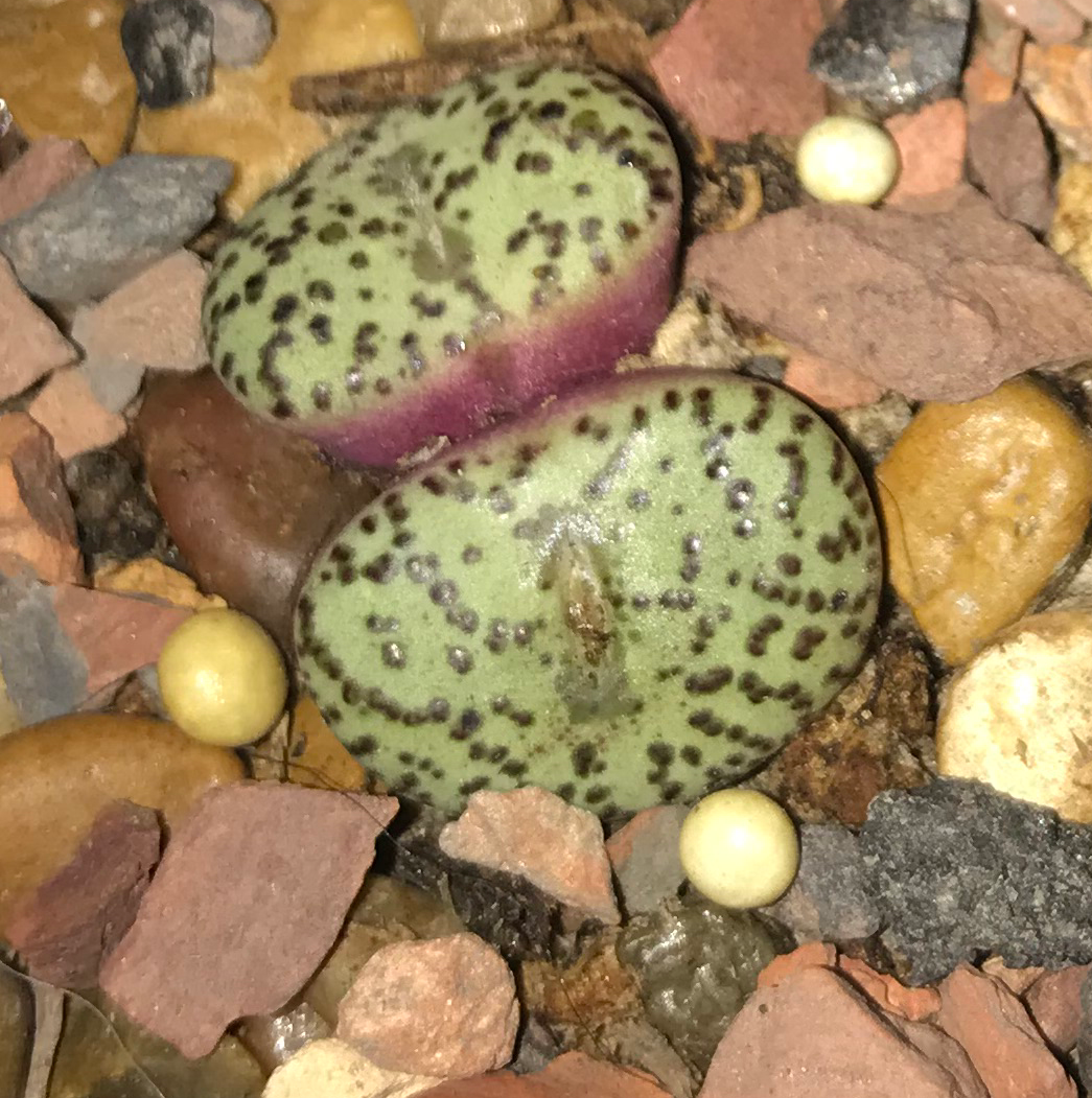 Photo of the plant species Bunny Ear Succulents by @PlantAddicted named Conophytum minimum wittebergense on Greg, the plant care app