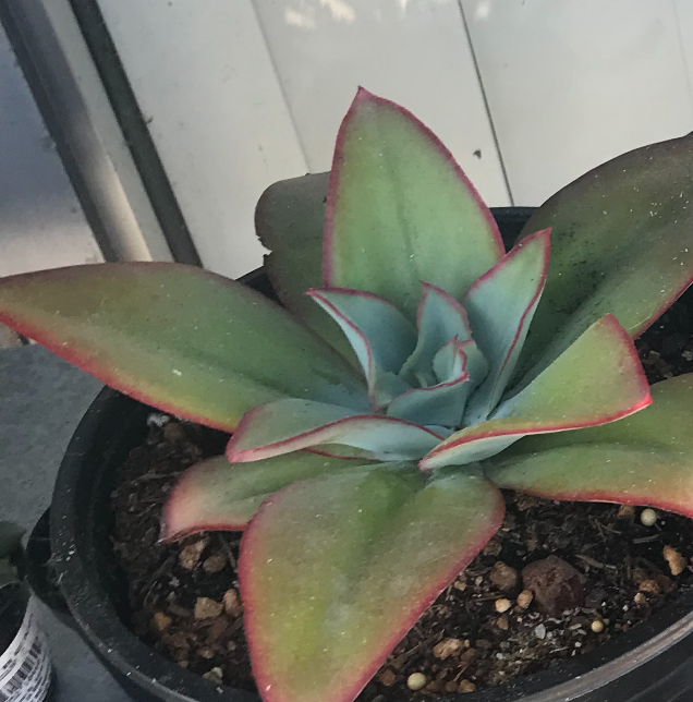 Photo of the plant species Echeveria subrigida by @PlantAddicted named Echeveria Subrigida on Greg, the plant care app