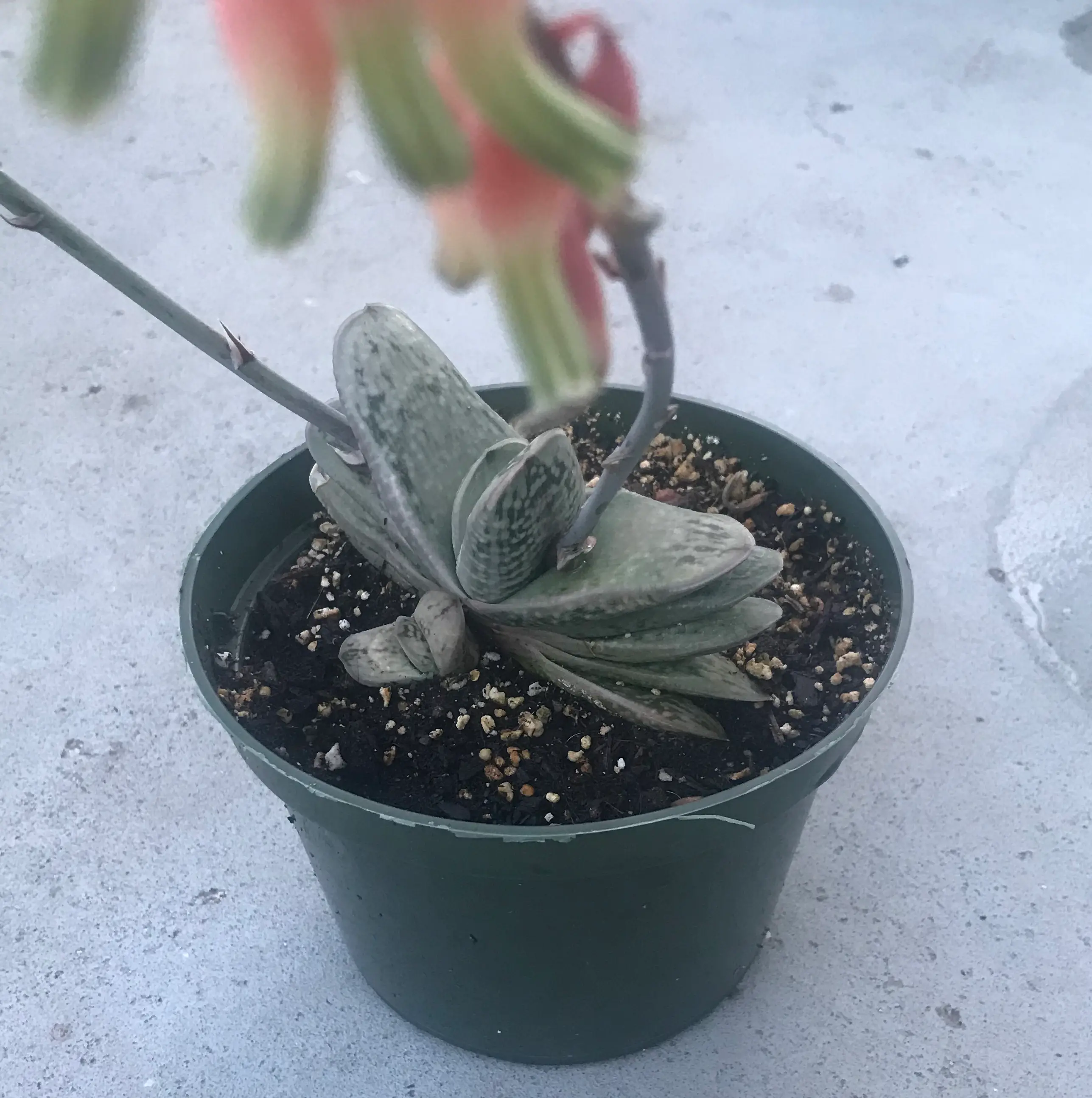Photo of the plant species Sakura Fuji Gasteraloe by @PlantAddicted named Gasteria ‘Sakura Fuji’ on Greg, the plant care app